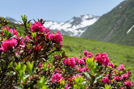Haus Alpenrose Διαμέρισμα Sankt Leonhard im Pitztal Εξωτερικό φωτογραφία