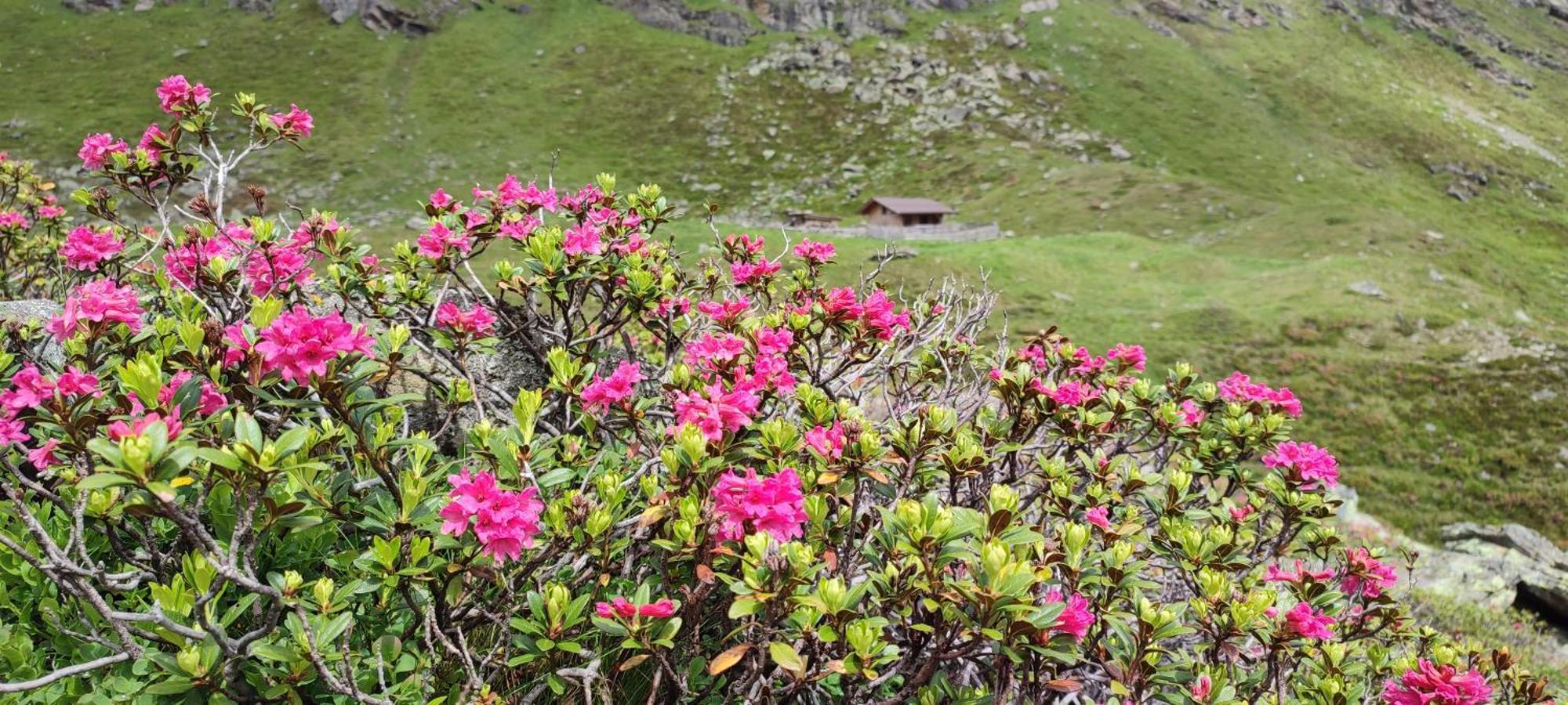Haus Alpenrose Διαμέρισμα Sankt Leonhard im Pitztal Εξωτερικό φωτογραφία