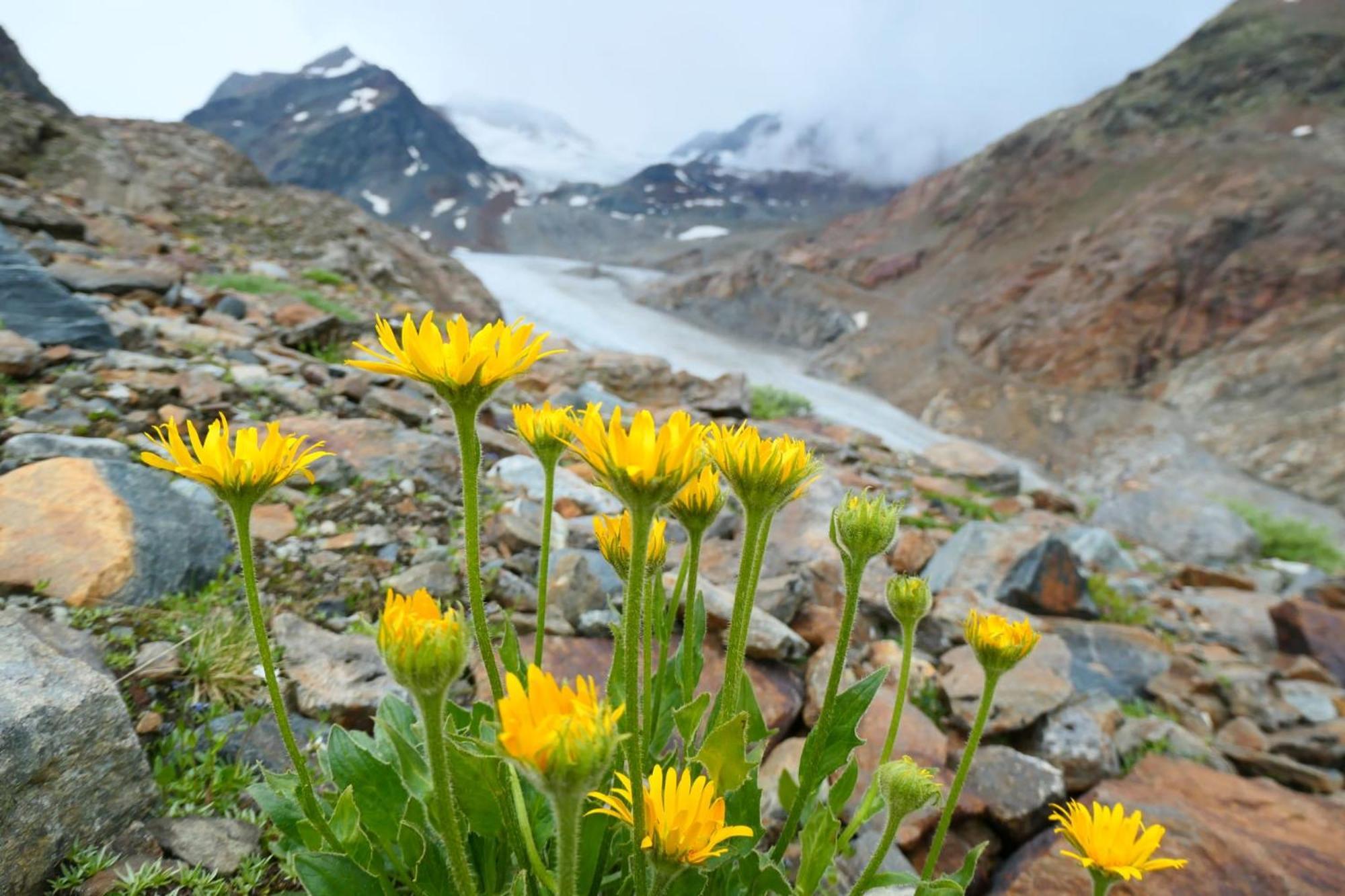 Haus Alpenrose Διαμέρισμα Sankt Leonhard im Pitztal Εξωτερικό φωτογραφία